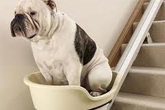 Толстые псы будут подниматься по лестнице в специальной корзине